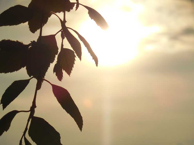 morning-breez